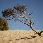 Überleben am Strand