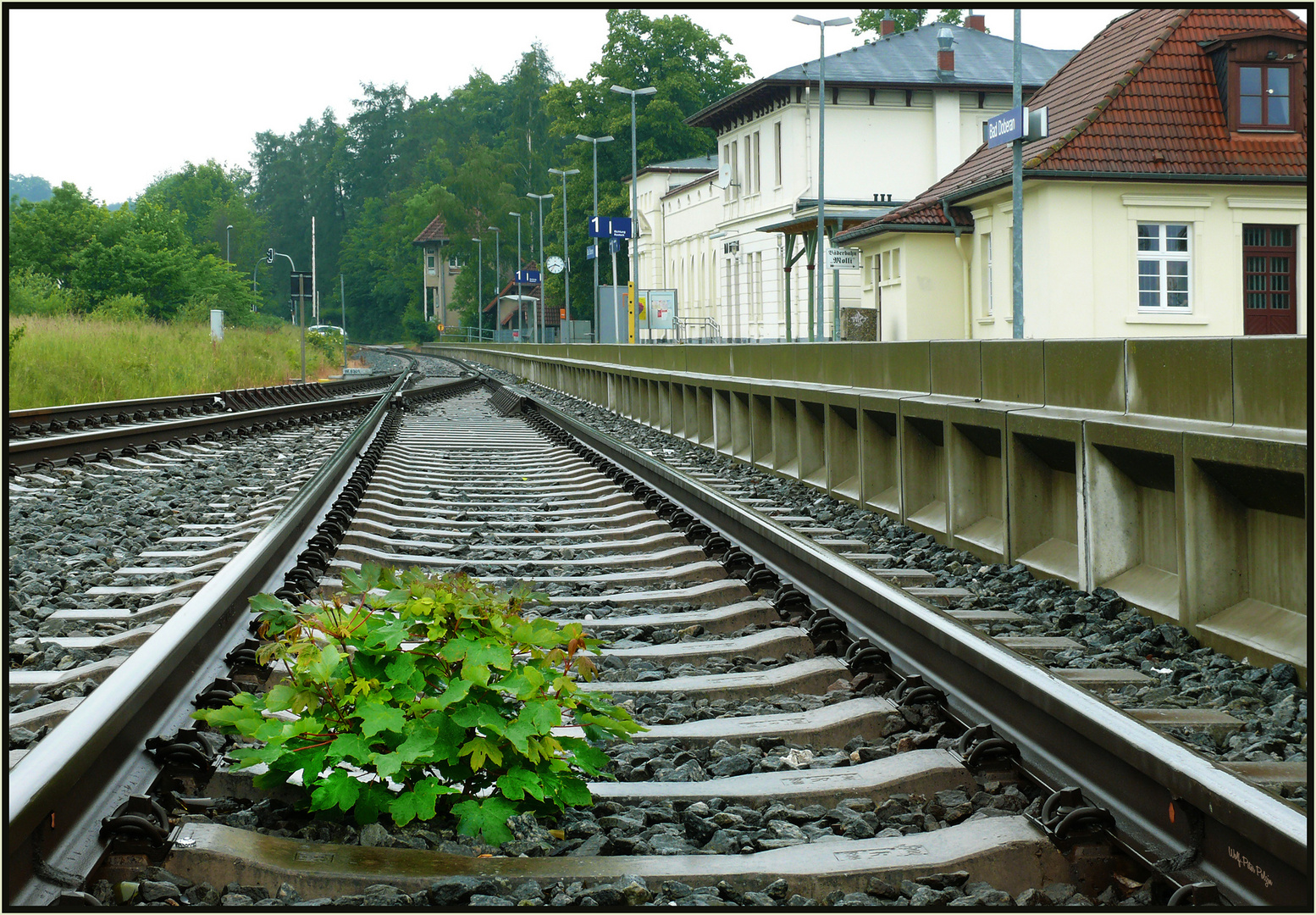 Überleben im Gleisbett - Bergahorn