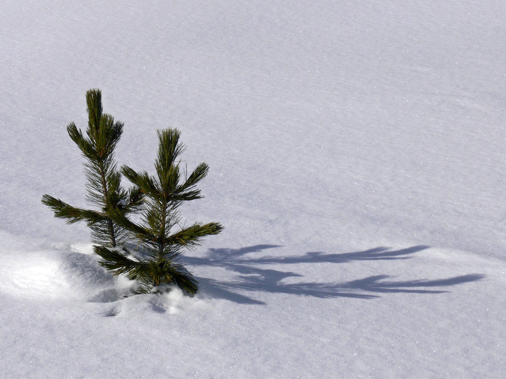 Überleben im Schnee