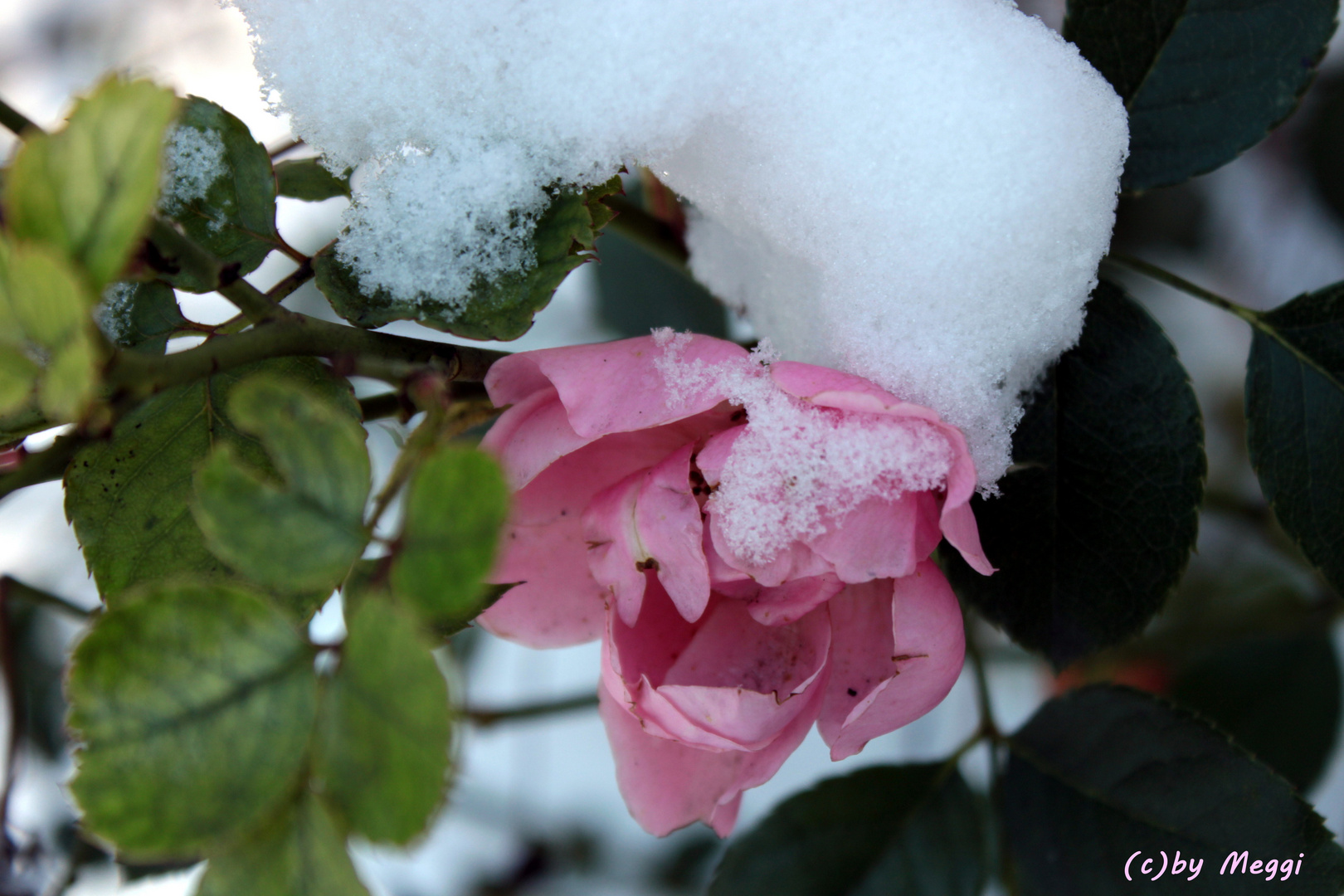 Überleben im Winter