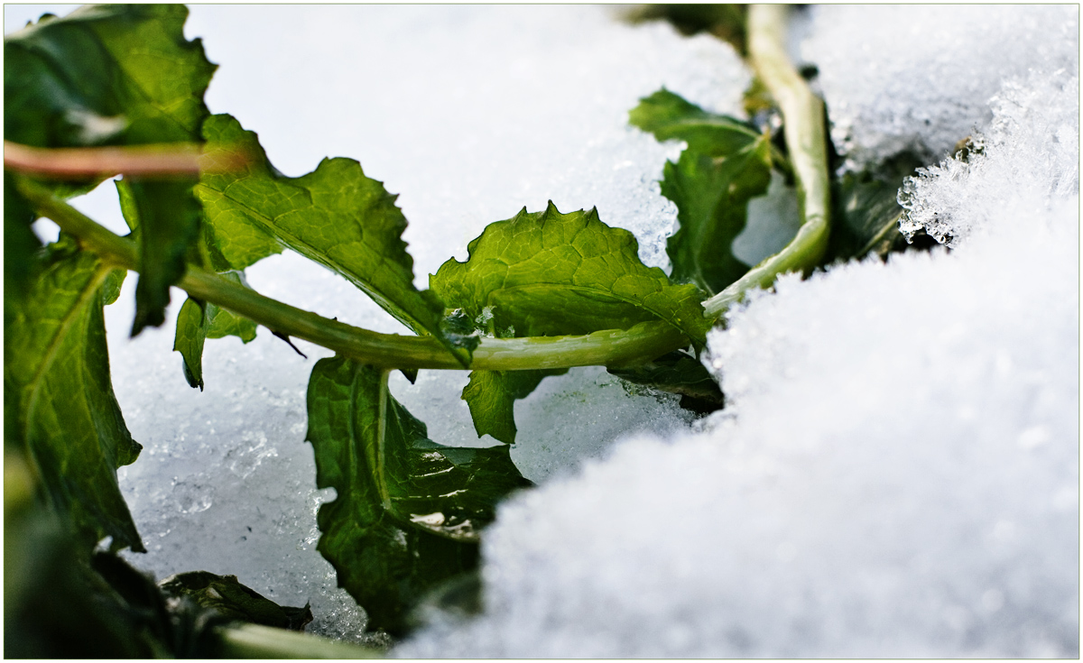 Überleben im Winter