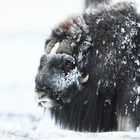 Überlebende aus der letzten Eiszeit... Moschusochsen