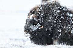 Überlebende aus der letzten Eiszeit... Moschusochsen