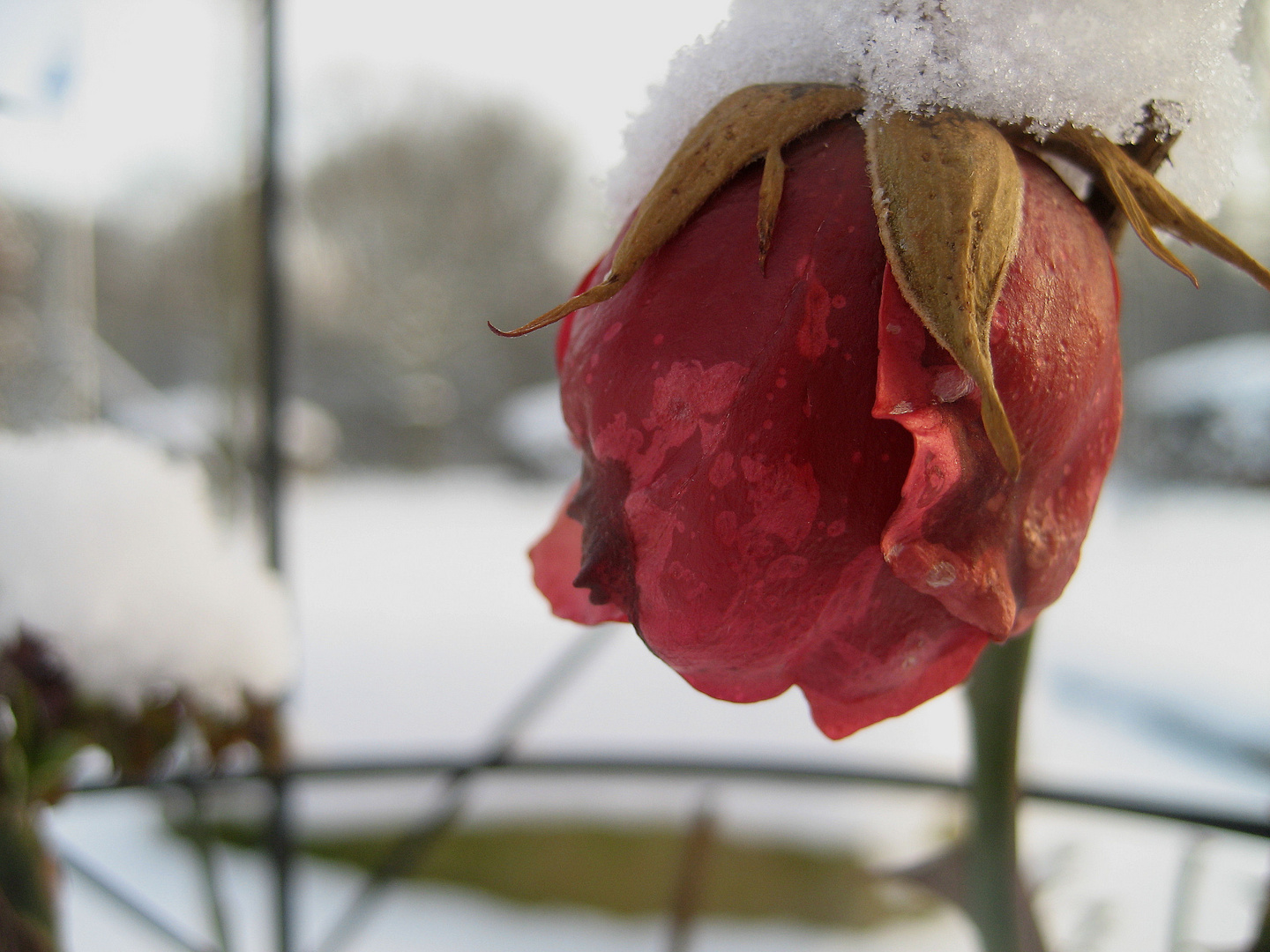 Überlebende Rose