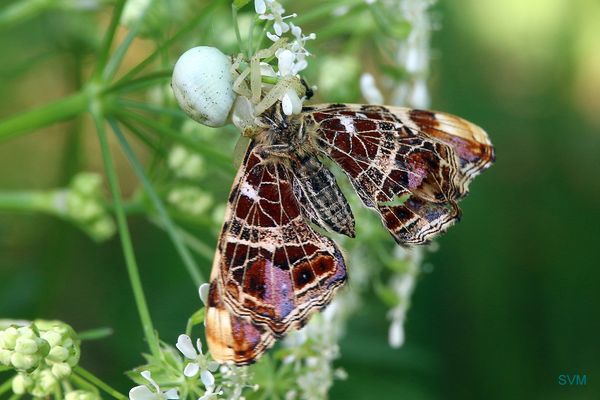 Überlebenskampf,...