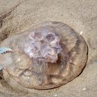 Überlebenskampf am Strand