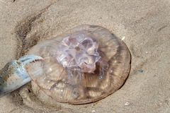 Überlebenskampf am Strand