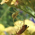 Überlebenskampf auf der Blumenwiese