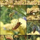 Überlebenskampf auf der Blumenwiese II