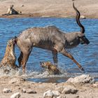 „Überlebenskampf“ Jagt auf eine Kudu-Antilope durch Hyänen im Etosha National Park in Namibia.