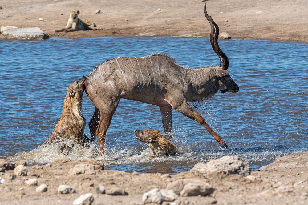„Überlebenskampf“ Jagt auf eine Kudu-Antilope durch Hyänen im Etosha National Park in Namibia.