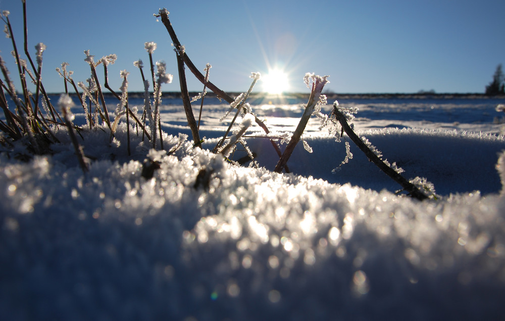 Überlebenskampf oder Winterschlaf im Stehen?