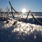 Überlebenskampf oder Winterschlaf im Stehen?