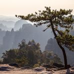 Überlebenskünstler am Heringstein