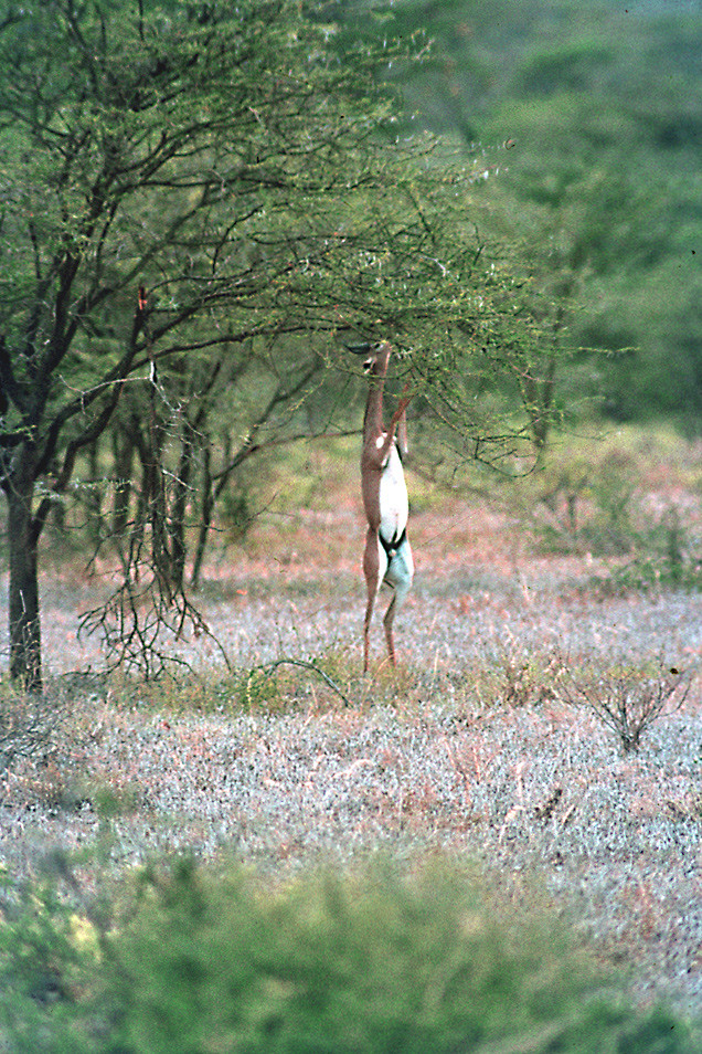 Überlebenskünstler Giraffengazelle