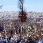 Überlebenskünstler im Windbruch