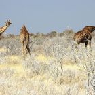 Überlebenskünstler in der Etosha