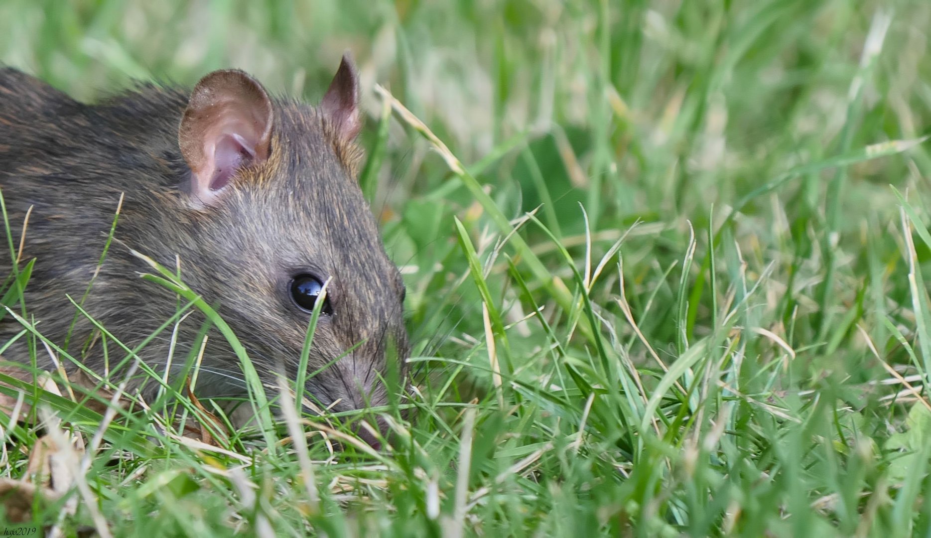 Überlebenskünstler Wanderratte (Rattus norvegicus) 