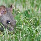 Überlebenskünstler Wanderratte (Rattus norvegicus) 