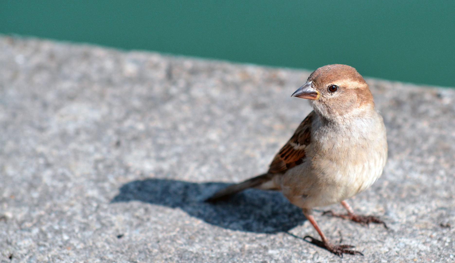 Überlinger Spatz