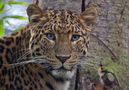 Leoparden