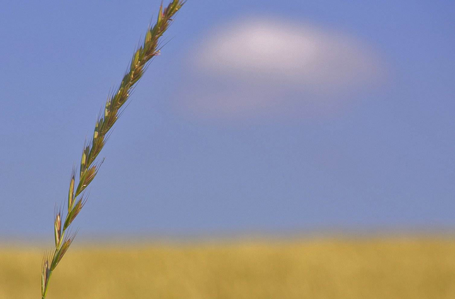 überm Kornfeld......