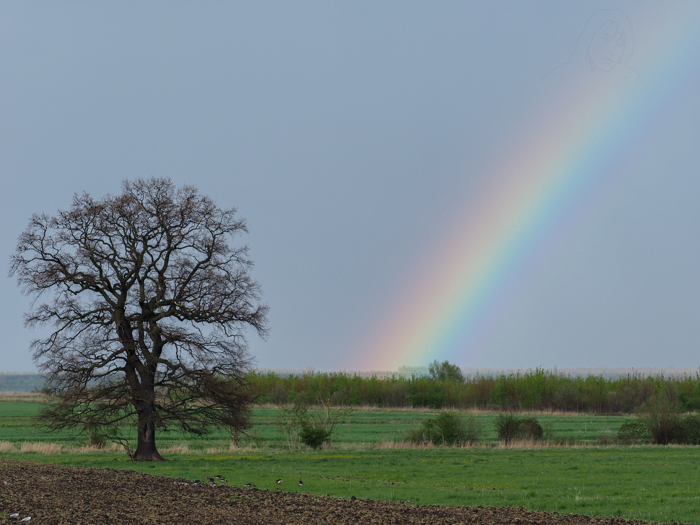 Überm Regenbogen   ;-)