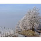 überm Winternebel