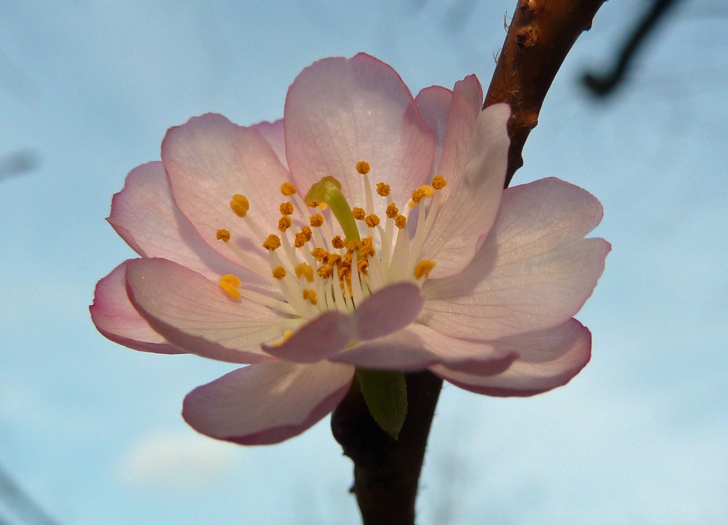 Übermütige Kirschblüte - aufgenommen am 28.12.11 !