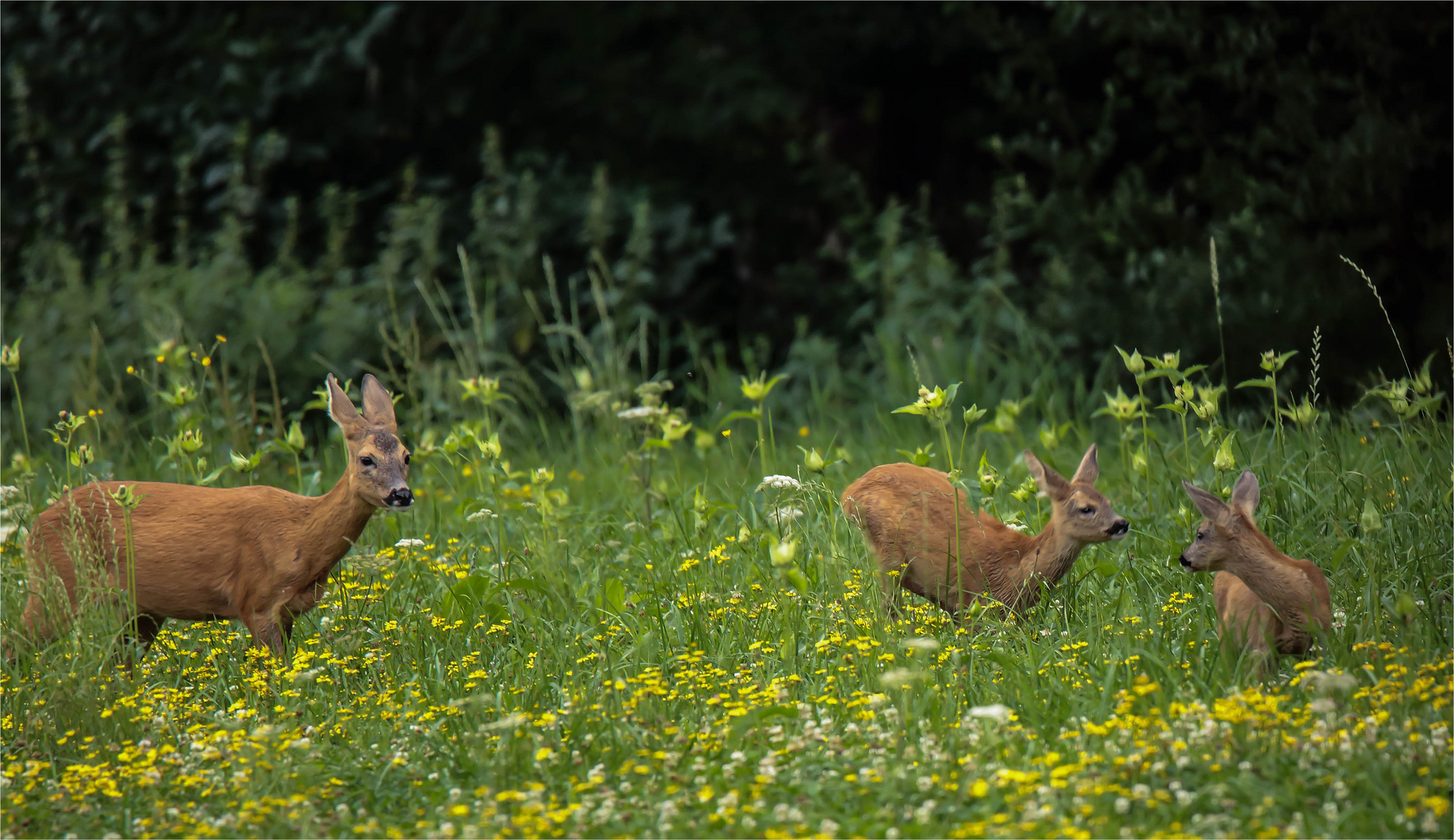 Übermütige Rehfamilie auf der Blumenwiese 1