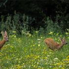 Übermütige Rehfamilie auf der Blumenwiese 1