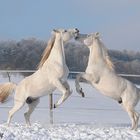 Übermütige Vollblutaraberhengste