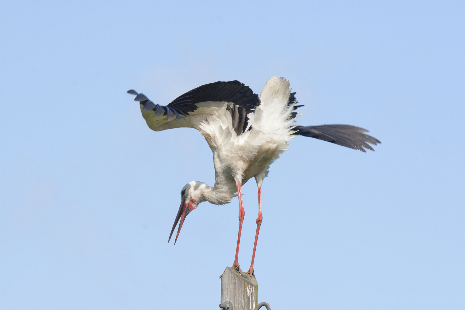 Übermütiger Jungstorch