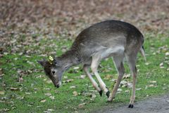 übermütiges Damwild-Kalb