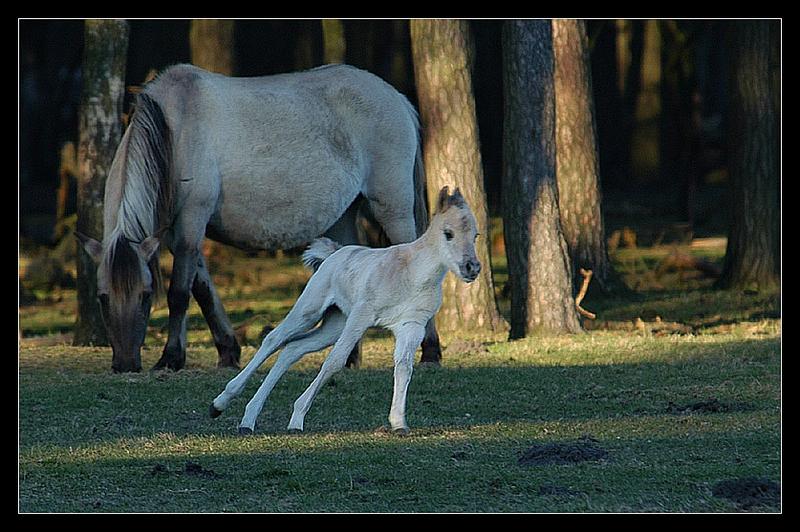 Übermütiges Wildpferdfohlen