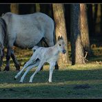 Übermütiges Wildpferdfohlen