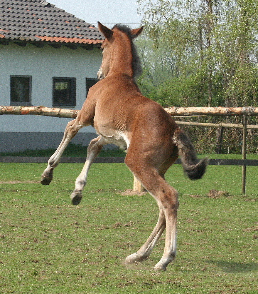 Übermut auf der Wiese