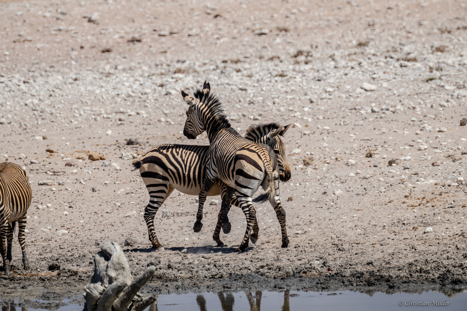 Übermut oder Ernst, Zebras im Etosha-Park