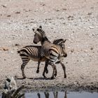 Übermut oder Ernst, Zebras im Etosha-Park