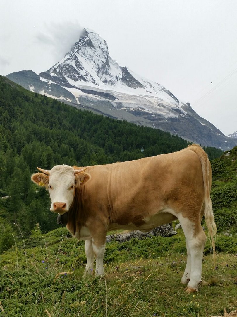 übern Weg gelaufen