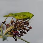 Übernachtungsgast im Schmetterlingsflieder