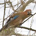 Überraschend landeten zwei Eichelhäher (Garrulus glandarius) . . .