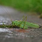 Überraschend was sich auf der Terrasse so tummelt