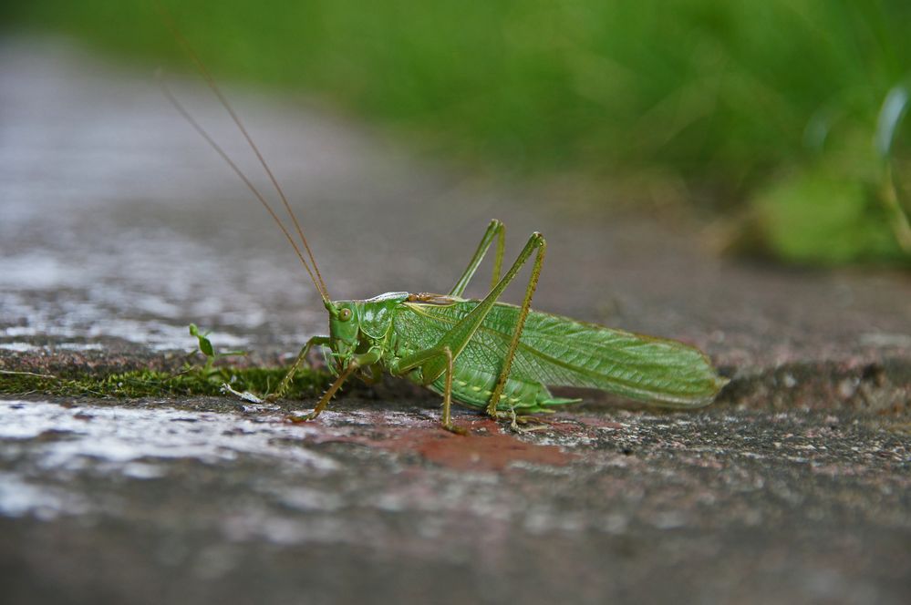 Überraschend was sich auf der Terrasse so tummelt