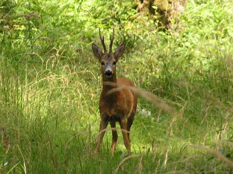 Überraschende Begegnung im Wald 1