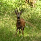 Überraschende Begegnung im Wald 1