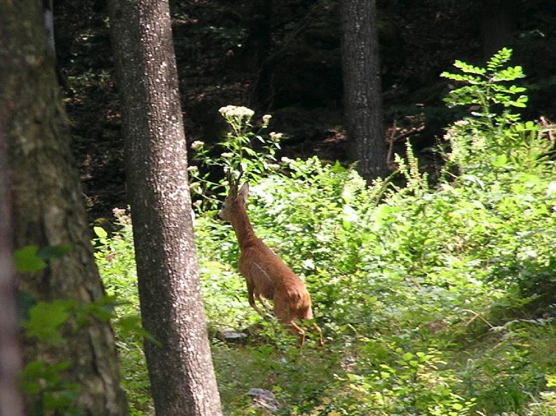 Überraschende Begegnung im Wald 2