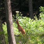 Überraschende Begegnung im Wald 2