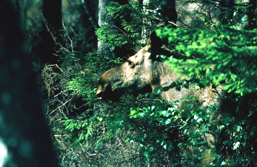 Überraschende Begegnung im Wald