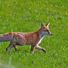 Überraschende Begegnung mit einem Fuchs. - Le renard m'a surpris... 